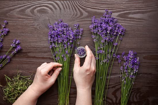 canva hands picking lavender flowers from the stalks