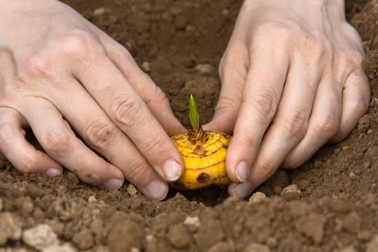 canva hands with gladiolus bulb ready to planting MADCCk4UoKU