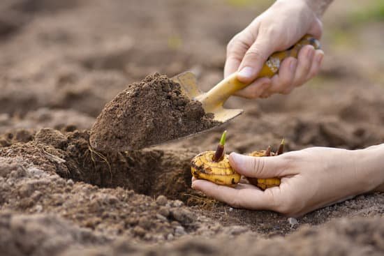 canva hands with shovel planting gladiolus bulb MADCCoGasNE