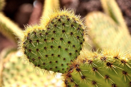canva heart cactus