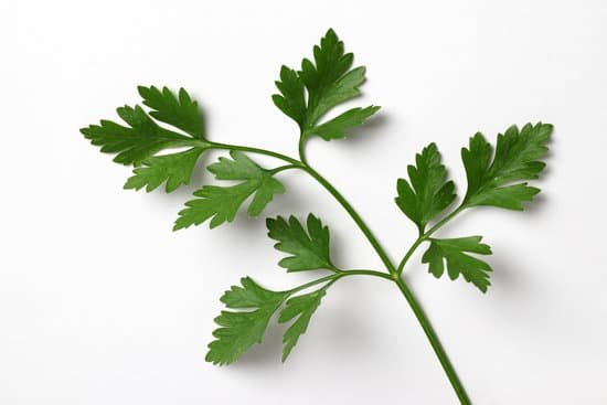 canva herb series coriander cilantro MAC8kZ00cXc