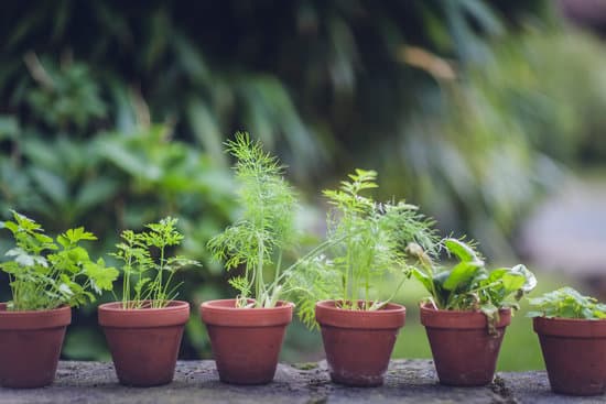 canva herbs on pots