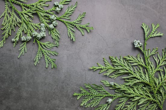 canva hiba arborvitae thujopsis dolabrata branches with unique fruits. the underside of the sheet. christmas and new year holiday background. top view copy space. MAET9os0epU