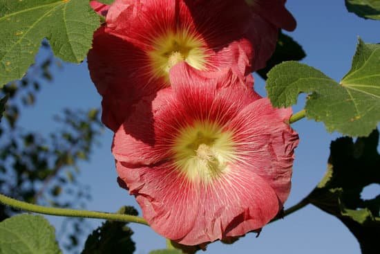 canva hollyhock MAC5 3N1FqI