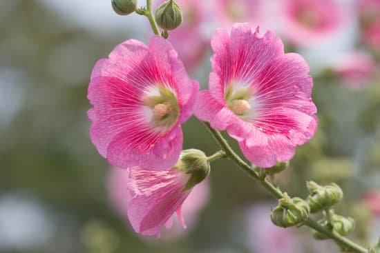 canva hollyhock MADA RolYdI