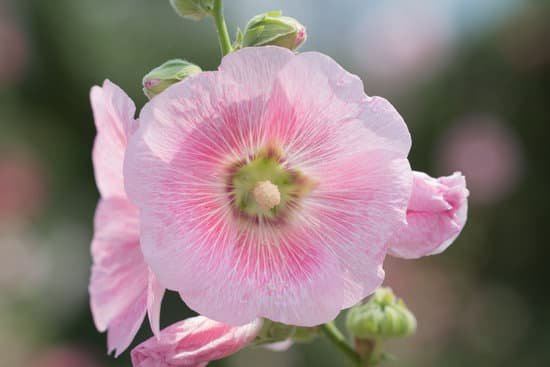 canva hollyhock MADA Rw6ojU