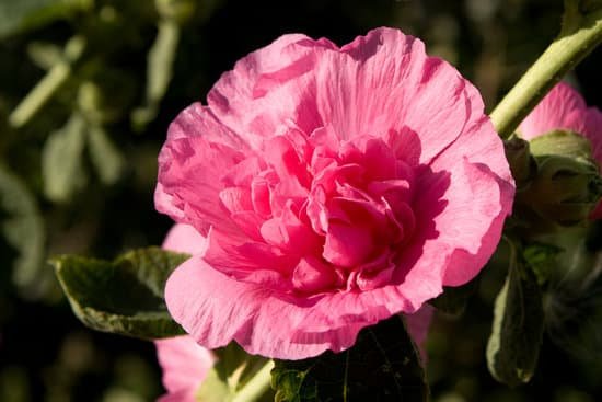 canva hollyhock MADBye6iwpE