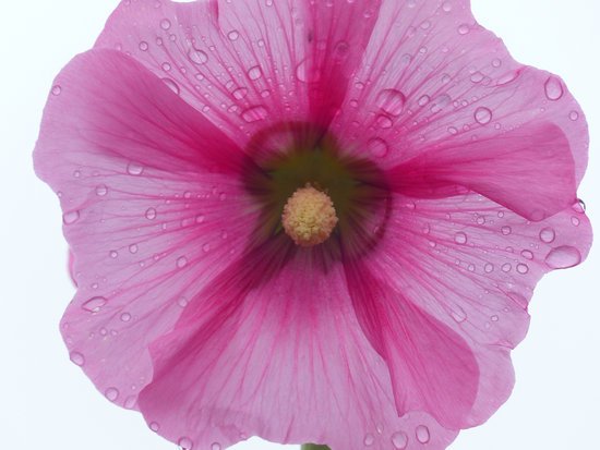 canva hollyhock MADF9OHyzd0