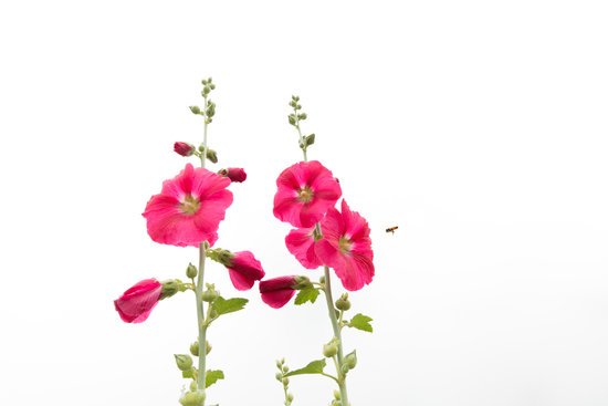 canva hollyhock MADFXnts3l0