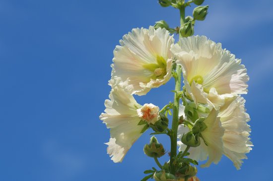canva hollyhock MADFvMMgl90