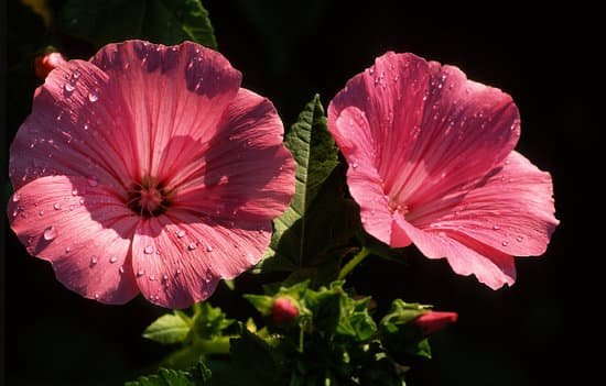 canva hollyhock alcea rosea MAEEy6buyOw