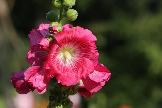 canva hollyhock flower MADAt40mNL8