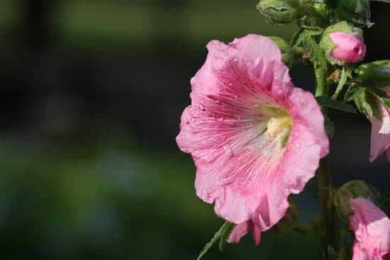 canva hollyhock flower MADAvRX8jKg