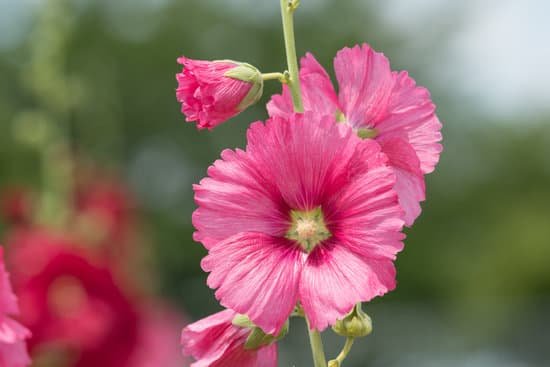 canva hollyhock flowers MADCMWXlu84