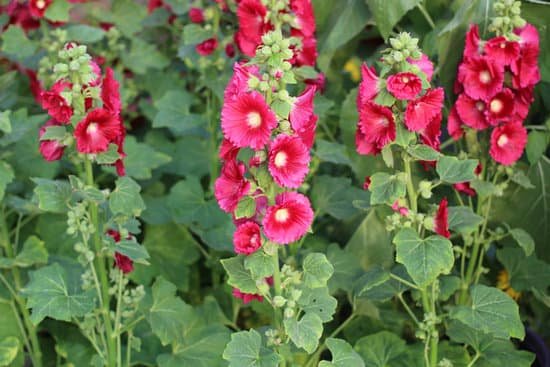 canva hollyhock mallow alcea rosea MADBhmLNwIs