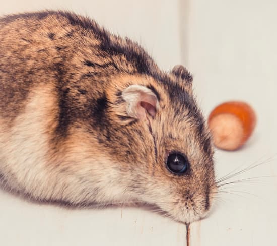 canva home hamster MAEQt f99Cw