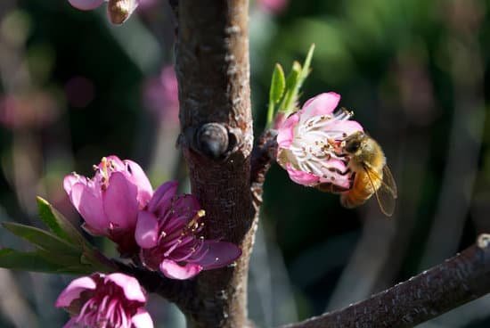 canva honey bee pollinating a fruit tree MAEE3uXBKCU