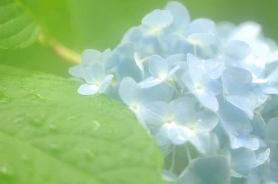 canva hydrangea MAC Ama1 RQ