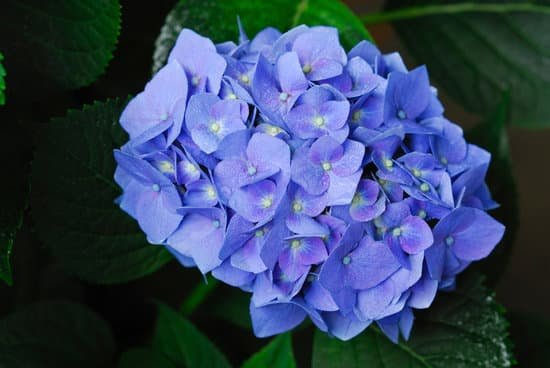 canva hydrangea MAC D1EY4q0