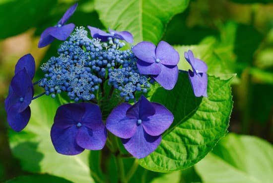 canva hydrangea MAC D3Ku5fE