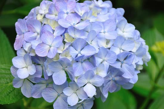 canva hydrangea MAC D7DCjYU