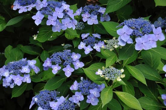 canva hydrangea MAC D913c48