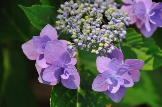 canva hydrangea MAC DyjXCC4