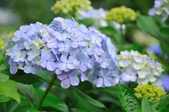 canva hydrangea MAC DyqiI Y