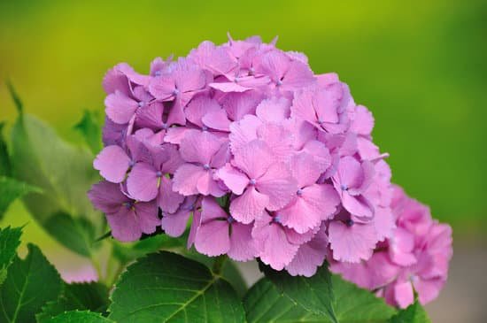 canva hydrangea MAC EBjU29c