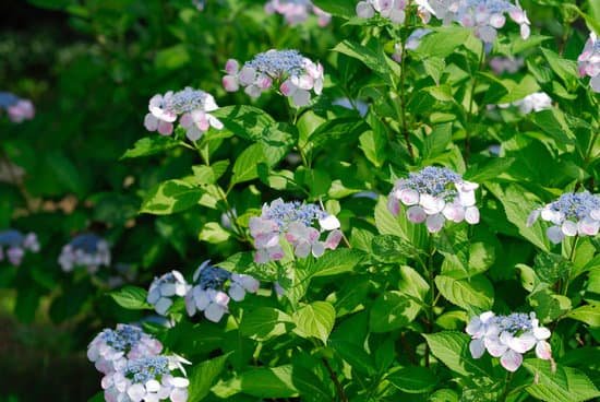 canva hydrangea MAC ELzZSlg