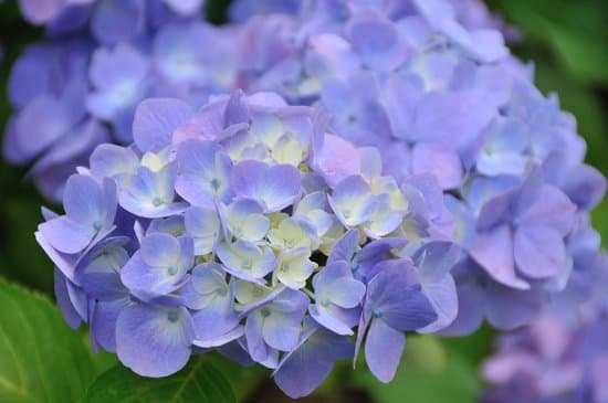 canva hydrangea MAC EPQpgBo