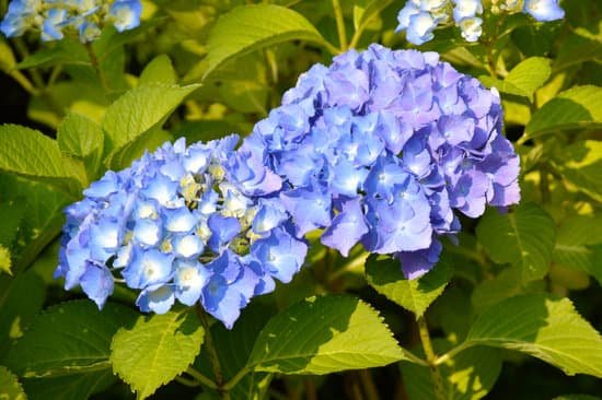 canva hydrangea MAC 9uzPqnM