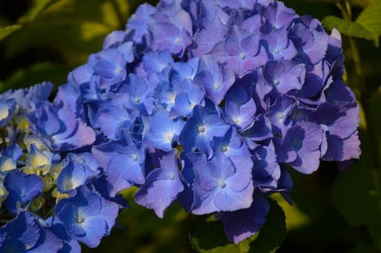canva hydrangea