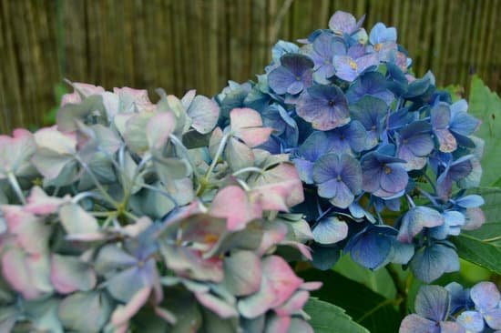 canva hydrangea MAC WD8cIKM