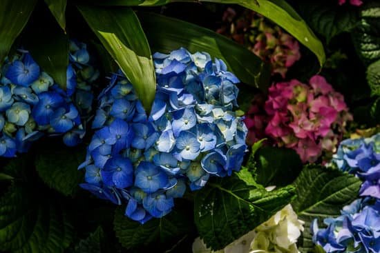 canva hydrangea