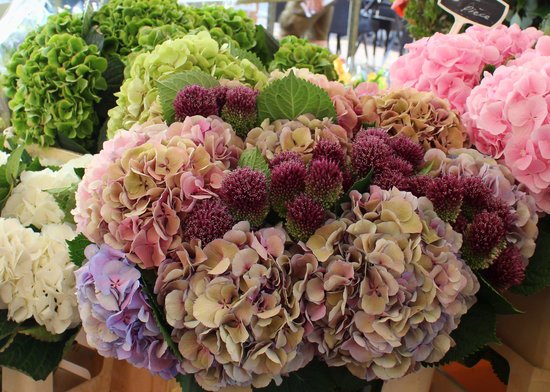 canva hydrangea MADFLhcMims