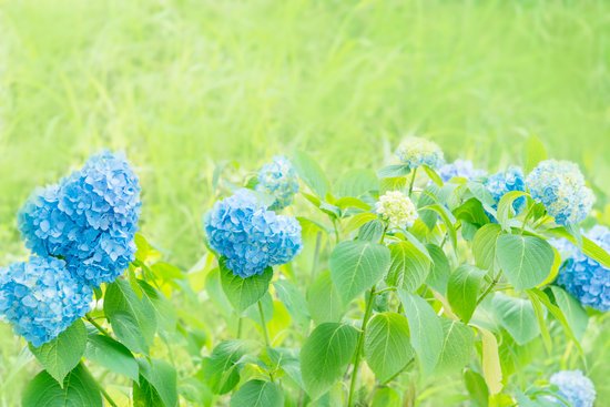 canva hydrangea MADFTR6r0nM