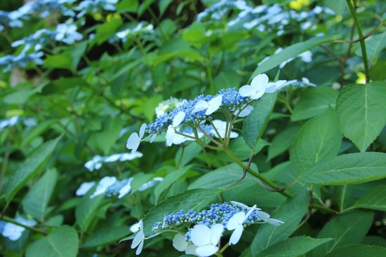 canva hydrangea MADFtbwIVT8