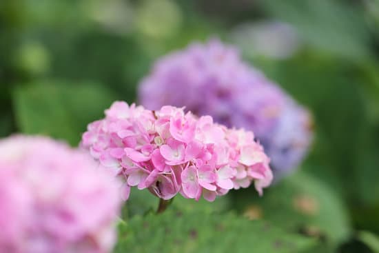 canva hydrangea flower closeup MAEQW9h EWU