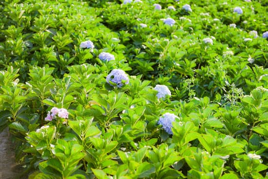 canva hydrangea flowers field MAERA yLrBE