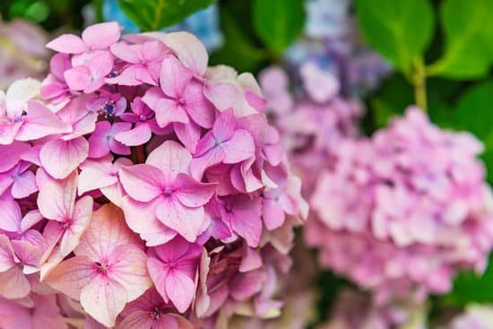 canva hydrangea flowers in the garden MAD7 ZCNMk8