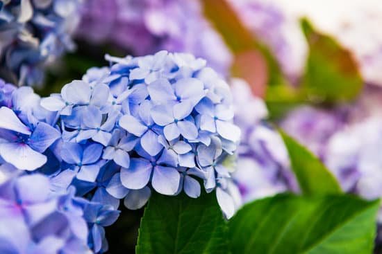 canva hydrangea flowers in the garden MAD7ZD5hY9Y