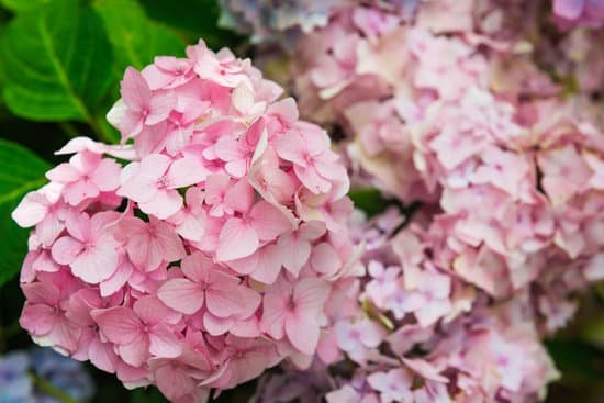 canva hydrangea flowers in the garden MAD7ZSoBiFs