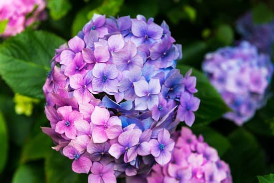 canva hydrangea flowers in the garden MAD7Zfft0pY