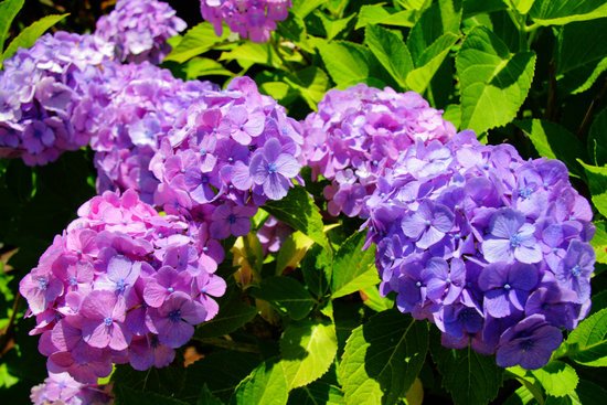 canva hydrangea hydrangea macrophylla MADFKIa90W4