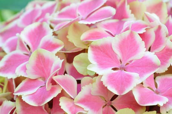 canva hydrangeas MAEJGG2KPac