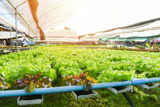 canva hydroponic lettuce growing in garden MAERA 0Xe1w