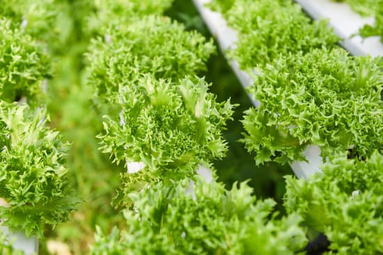 canva hydroponic lettuce growing in garden