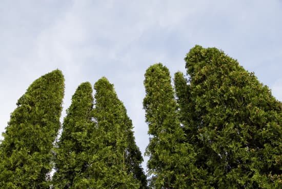 canva idaho arborvitae MAEFDB13g8s