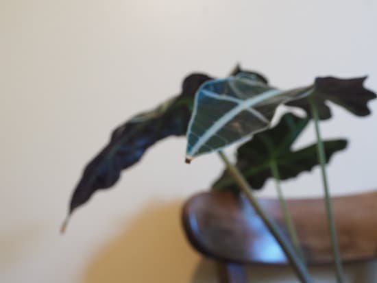 canva indoor elephant ear plant